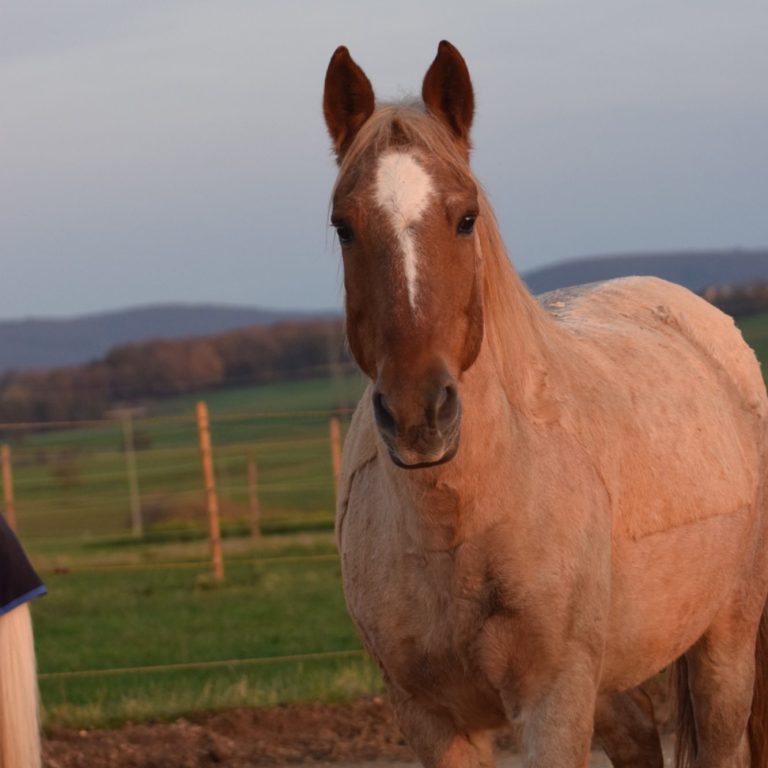 Ein braunes Pferd steht auf einer Wiese mit sanften Hügeln im Hintergrund.