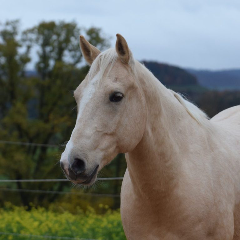 Ein heller, eleganter Pferdekopf vor unscharfem, ländlichem Hintergrund.