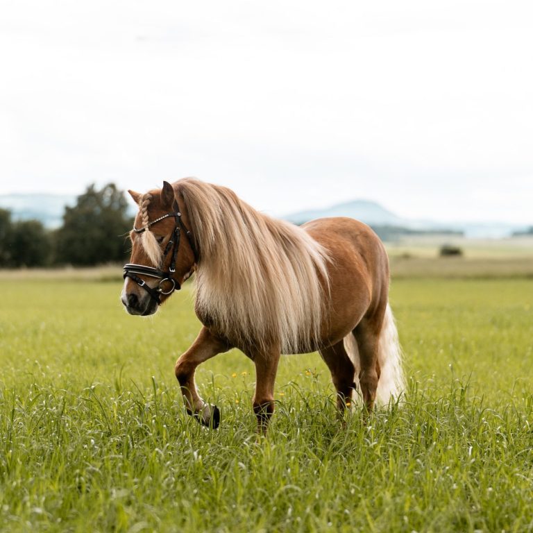 Ein Pony mit langer, blonder Mähne läuft über eine grüne Wiese.